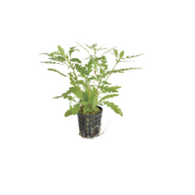 6x Hygrophila Pinnatifida